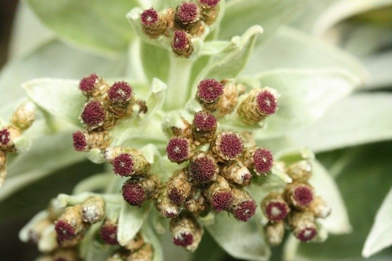Helichrysum arnicoides flower