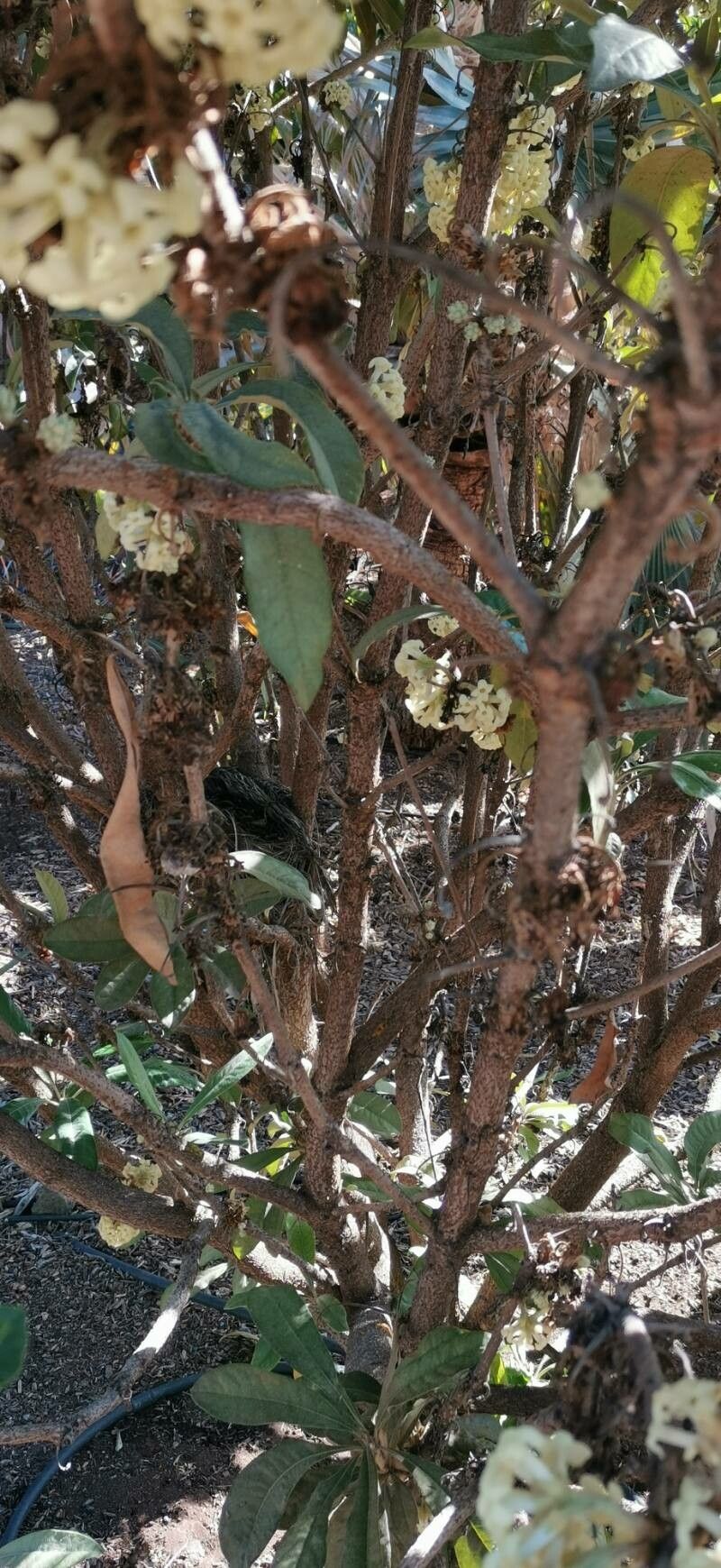 Pittosporum hosmeri bark