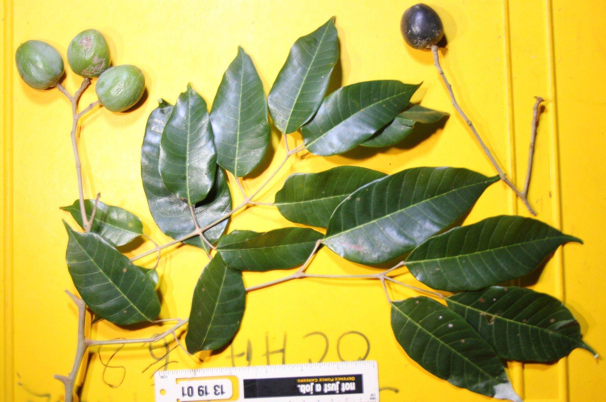 Canarium vulgare fruit