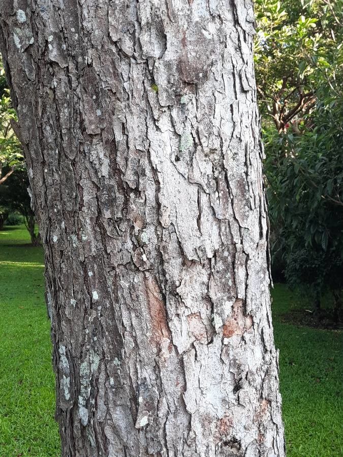 Ulmus mexicana bark