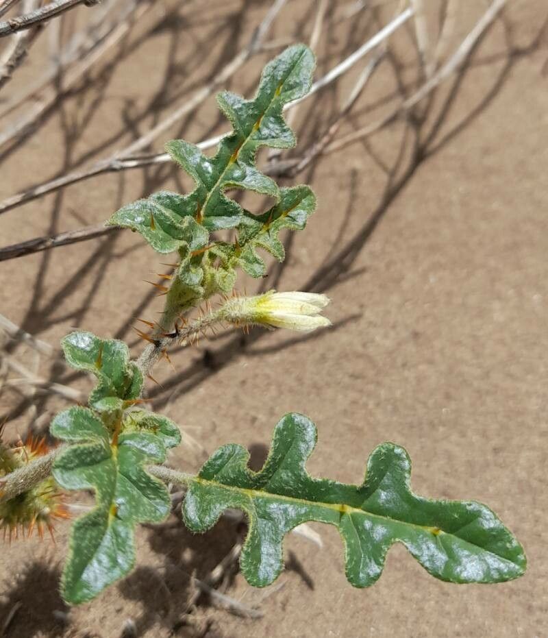 Solanum euacanthum flower