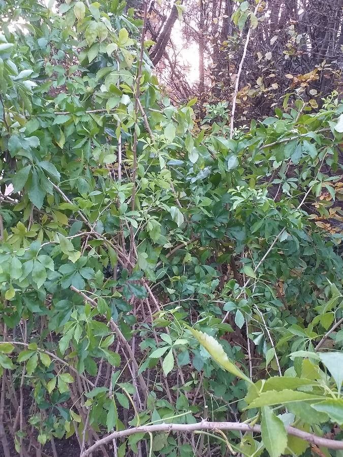 Eleutherococcus simonii habit