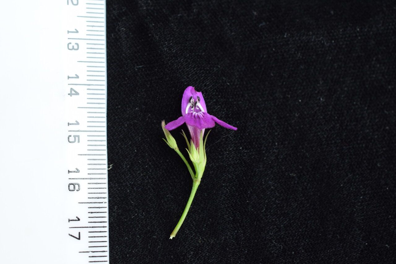 Justicia pubigera other