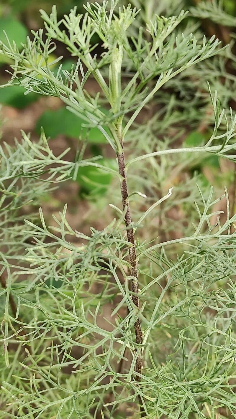 Artemisia cina — search result for 'Dysphania'