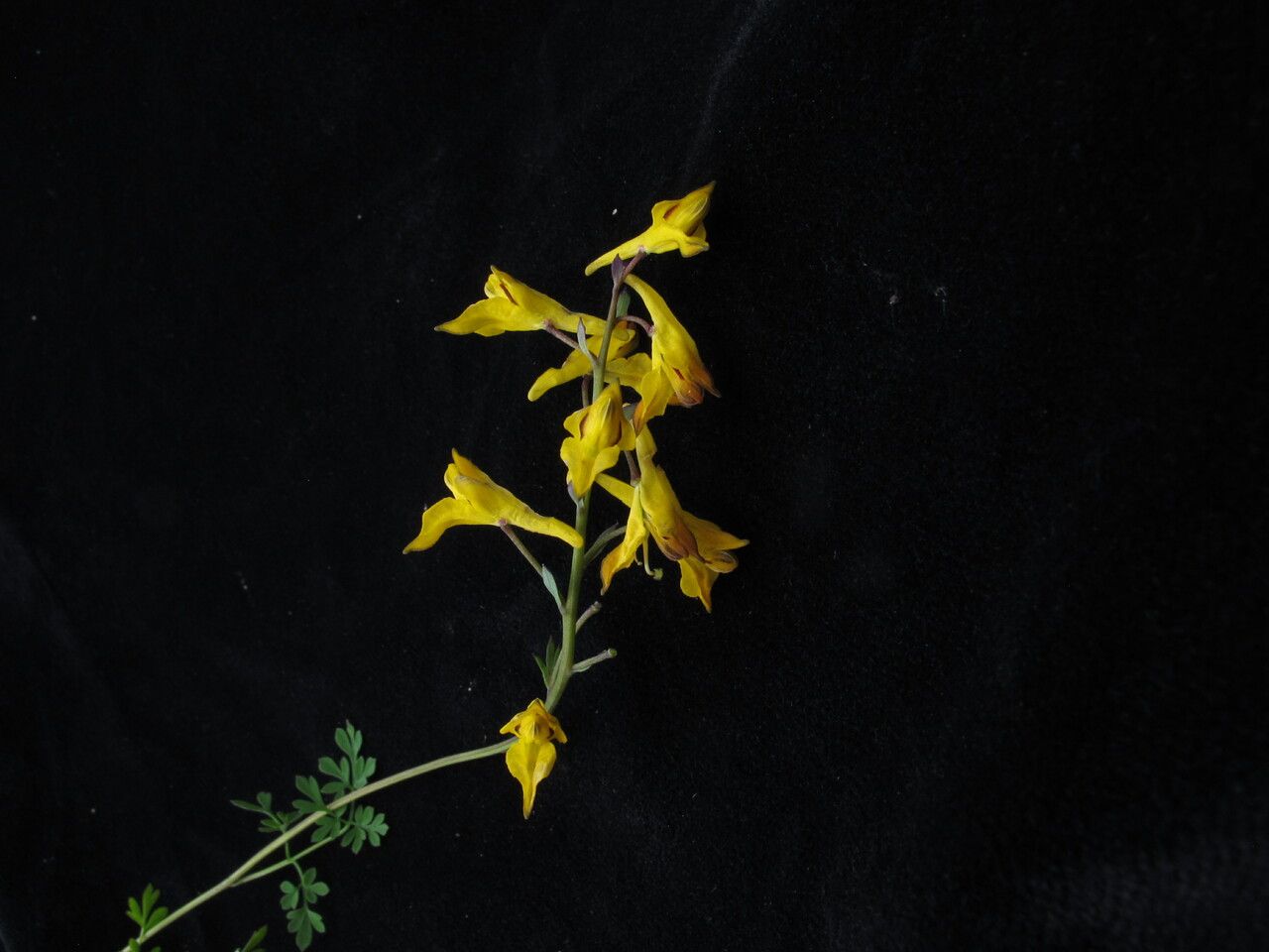 Corydalis calycina habit