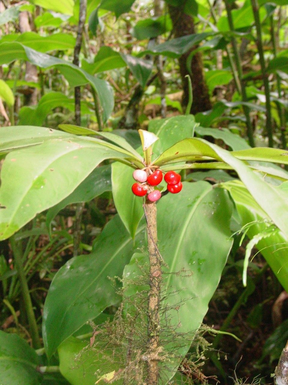 Badula borbonica fruit