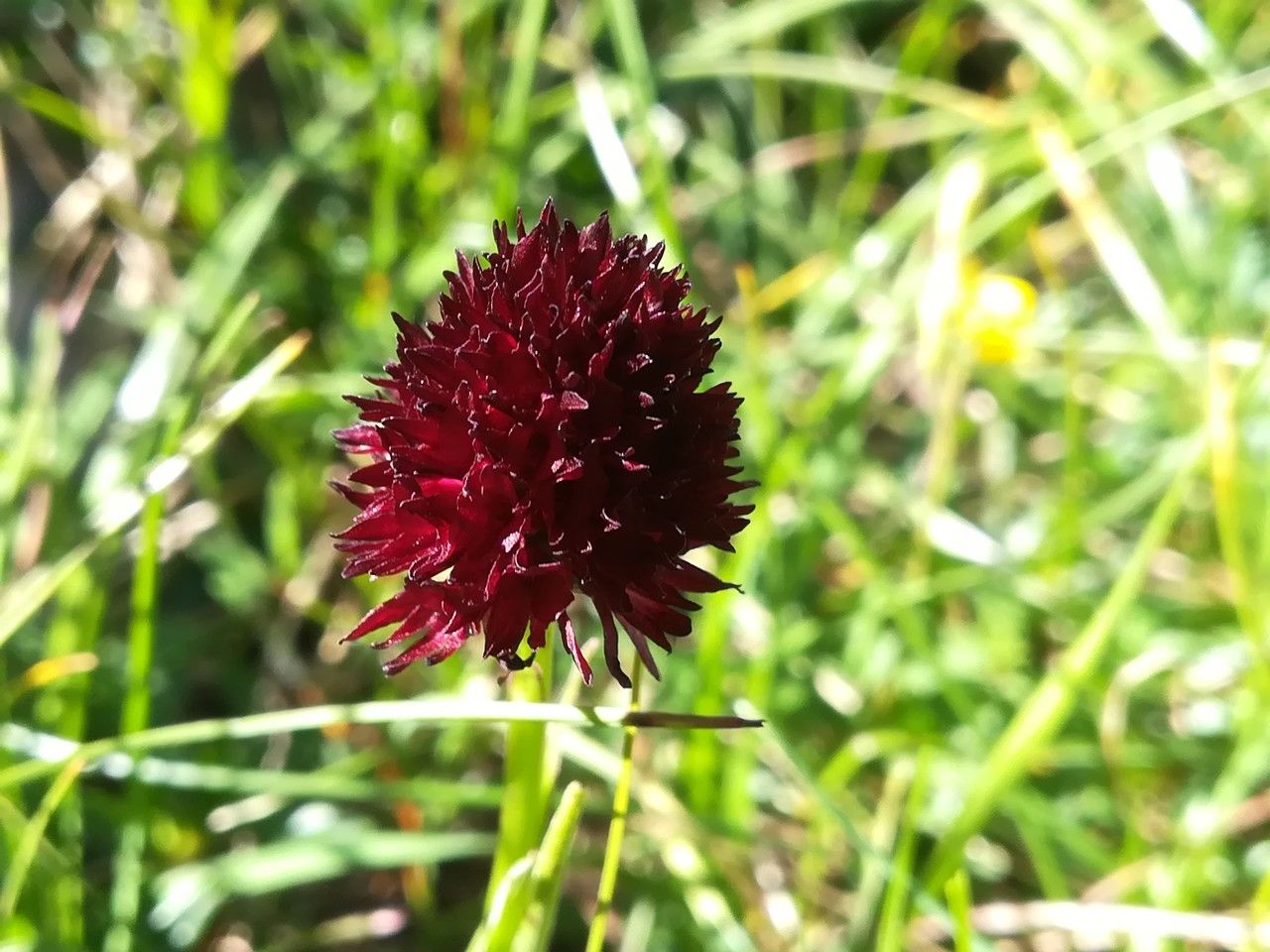 Gymnadenia nigra flower