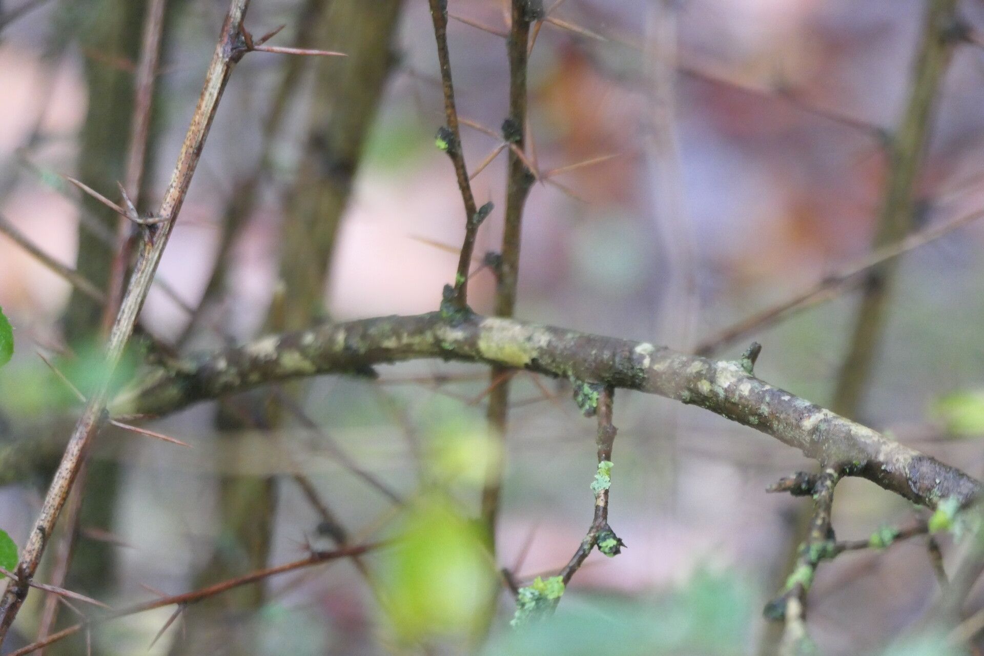 Berberis silva-taroucana bark