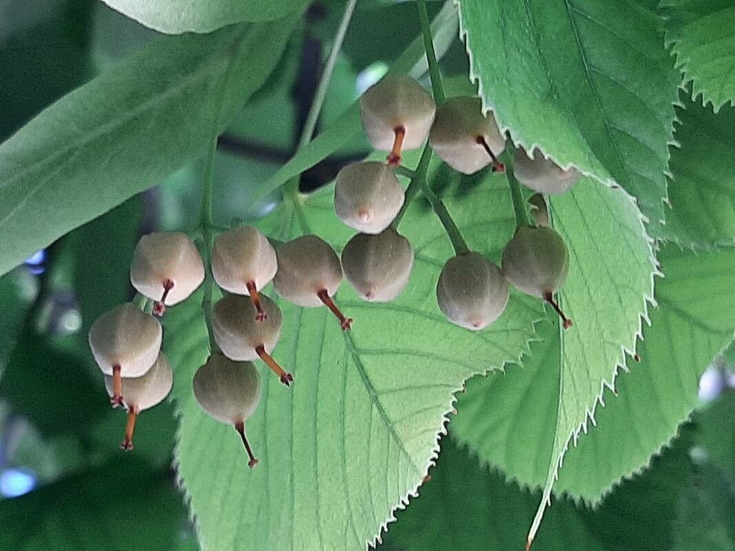 Tilia × europaea fruit