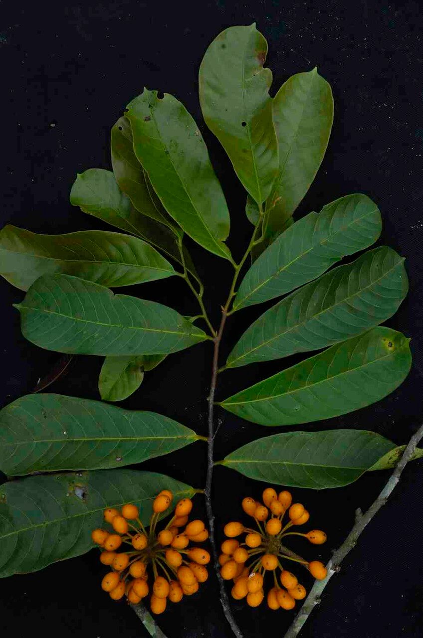 Unonopsis stipitata leaf