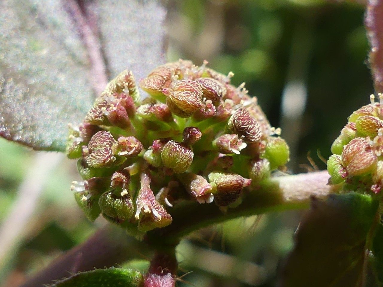 Chamaesyce hirta fruit