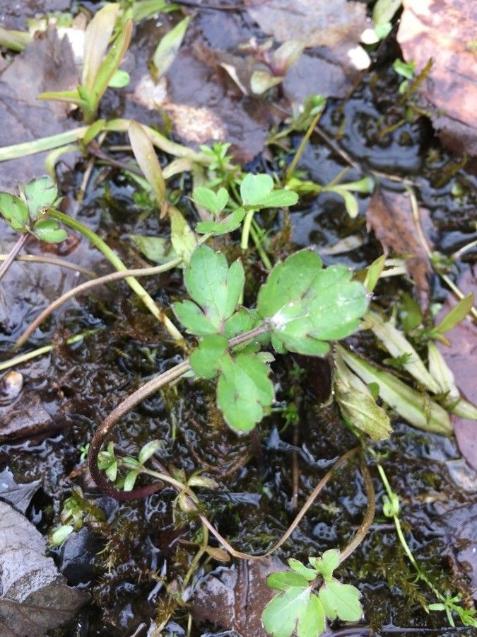 Ranunculus villarsii — houseplant care guide