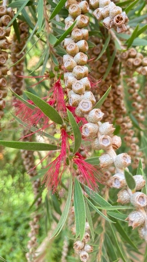 Callistemon linearis flower