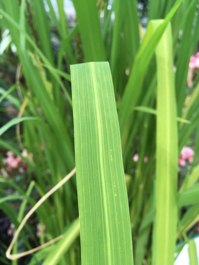 Oryza glaberrima — related species from the same genus