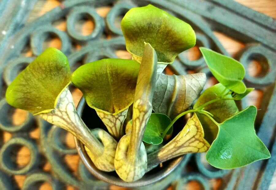 Aristolochia argentina — search result for 'Aristolochia'