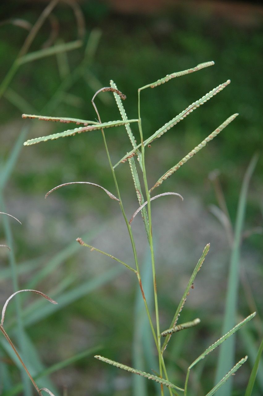 Paspalum scrobiculatum flower
