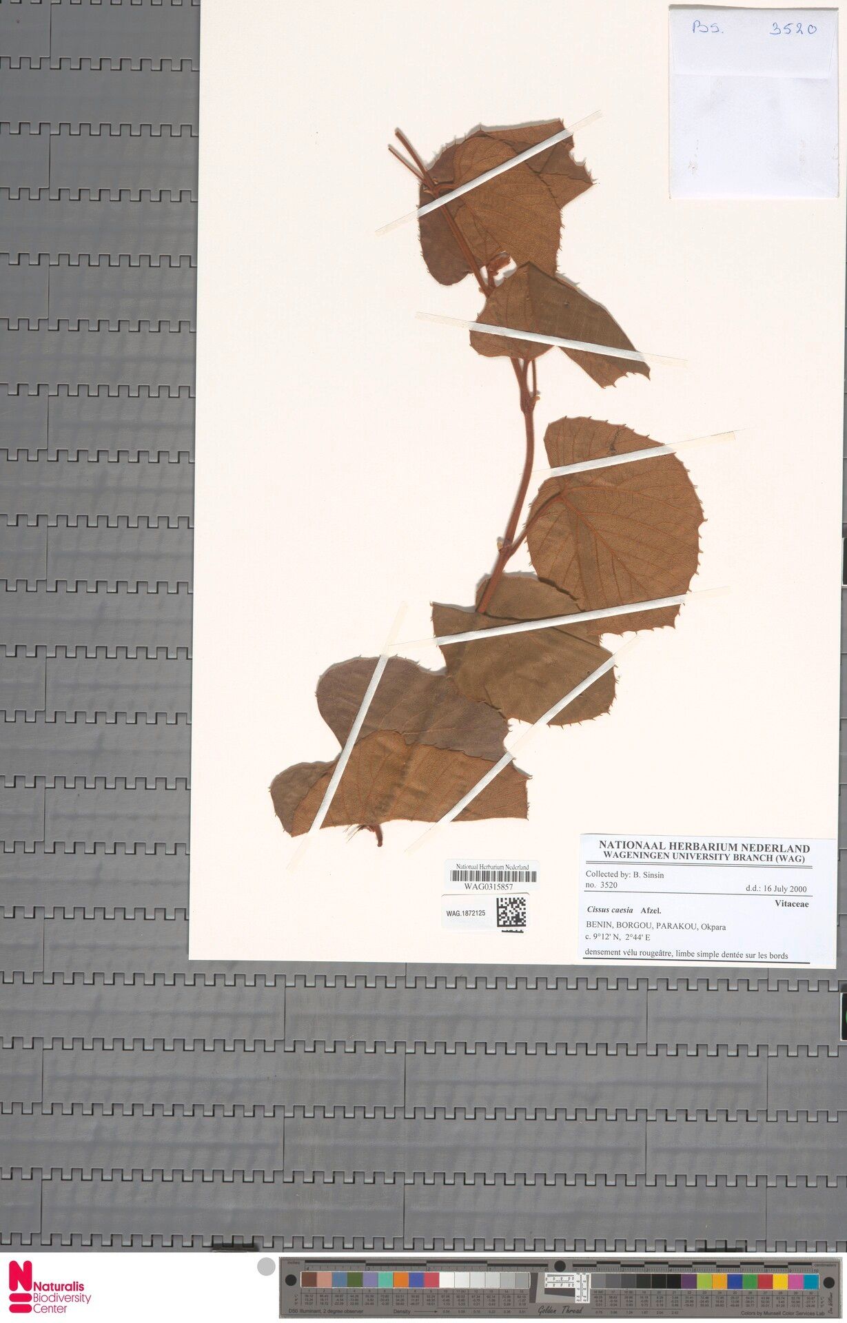 Cissus caesia — houseplant care guide