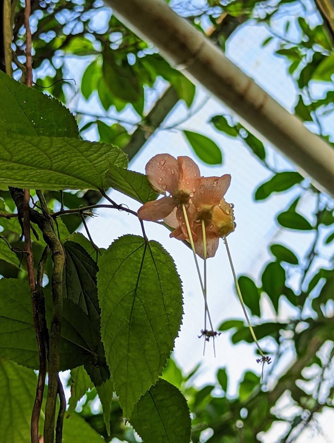 Helicteres macropetala flower