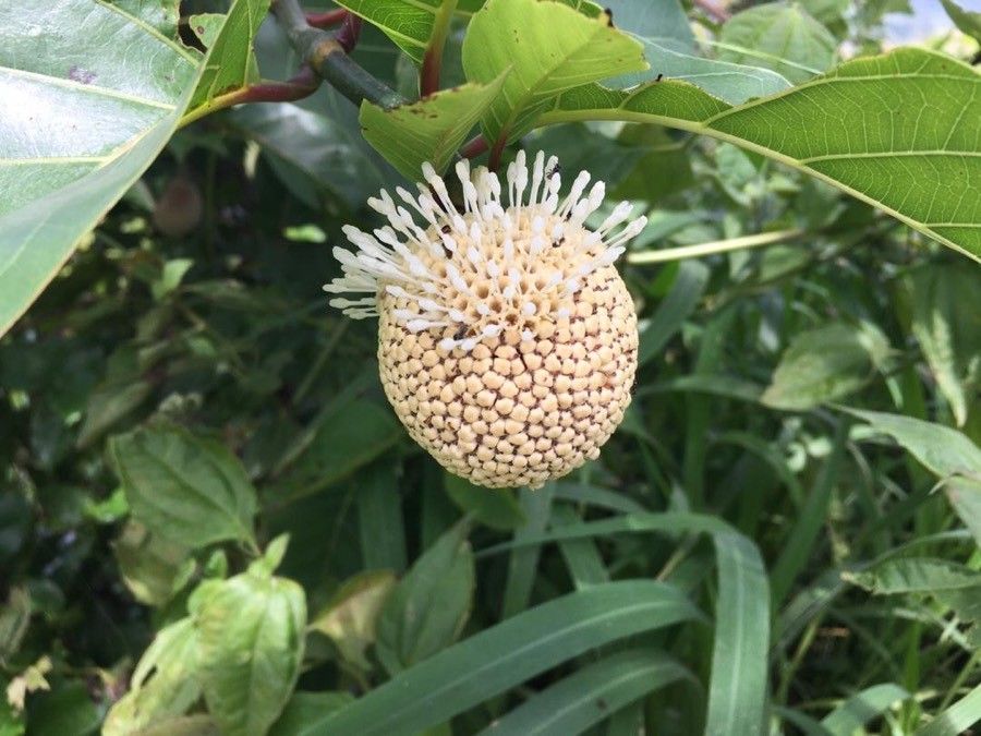 Sarcocephalus latifolius flower
