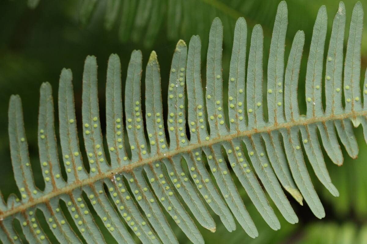 Dicranopteris pedata leaf