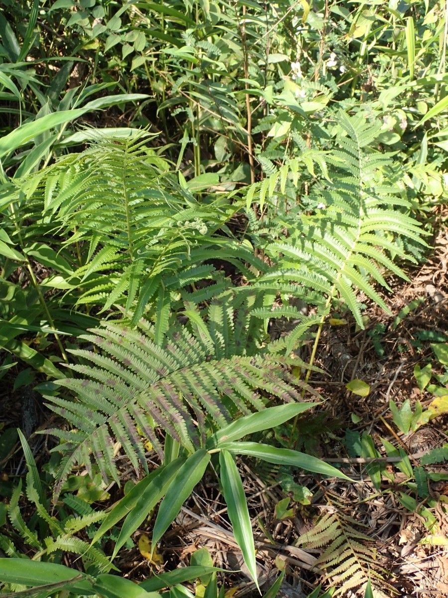 Thelypteris striata habit