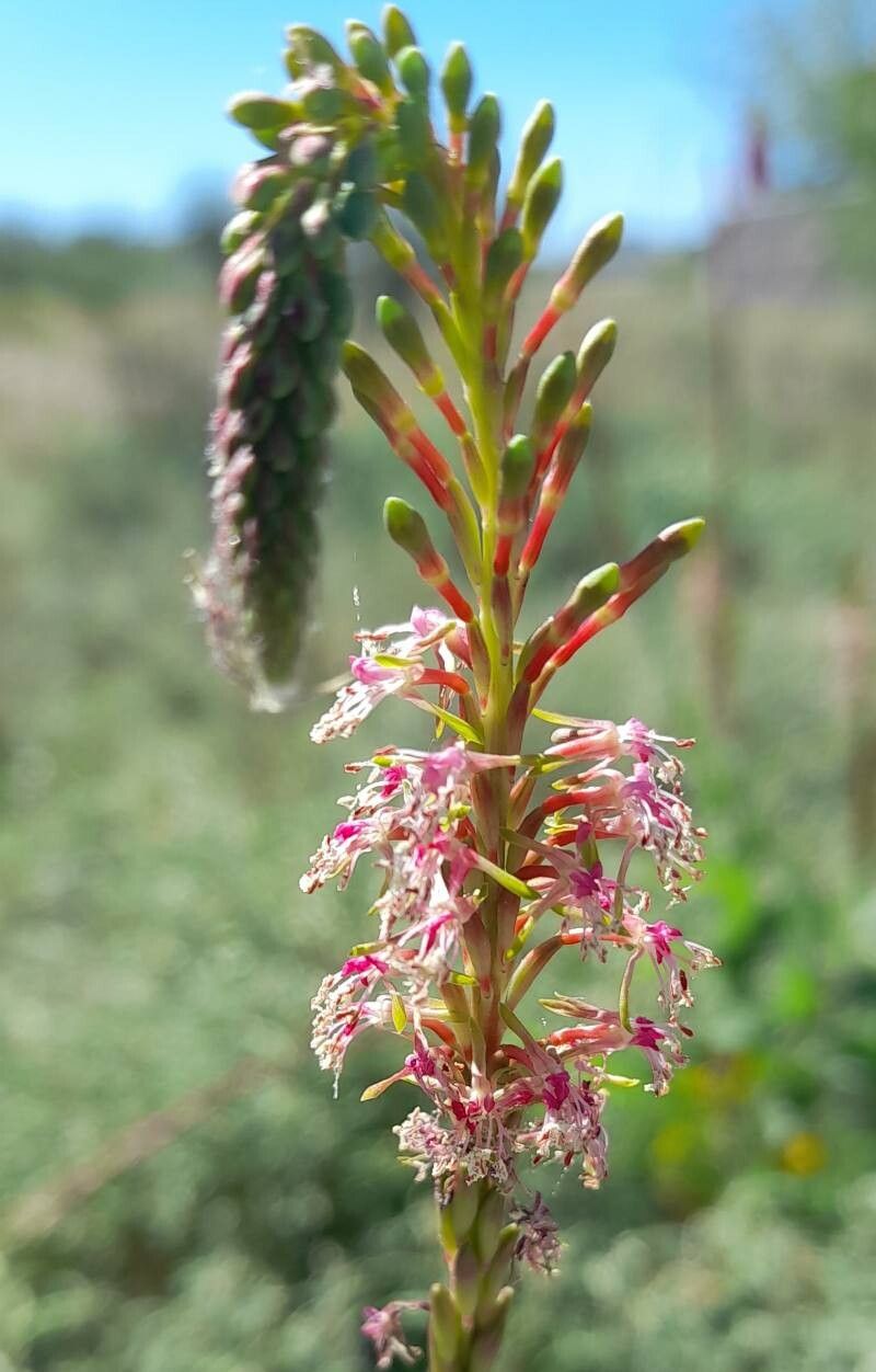 Oenothera curtiflora flower
