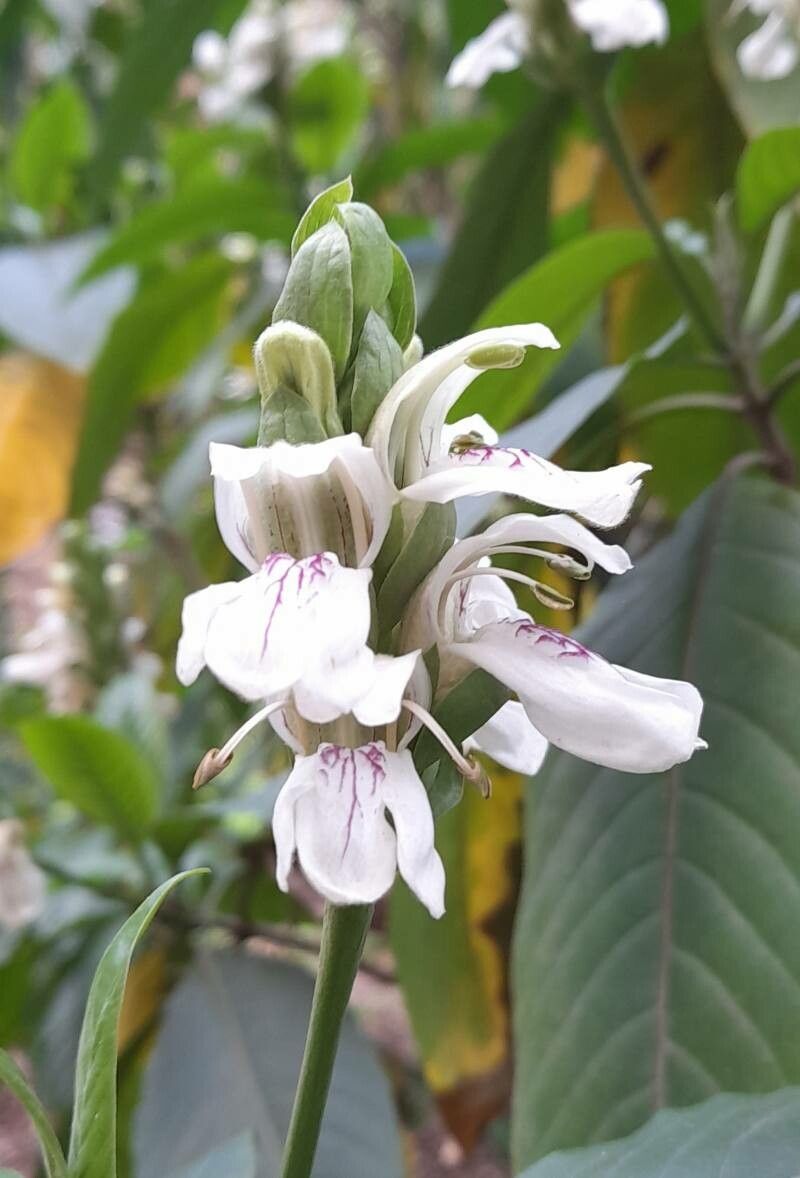 Justicia adhatoda flower