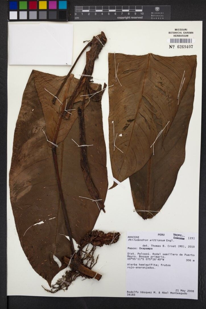 Philodendron wittianum other