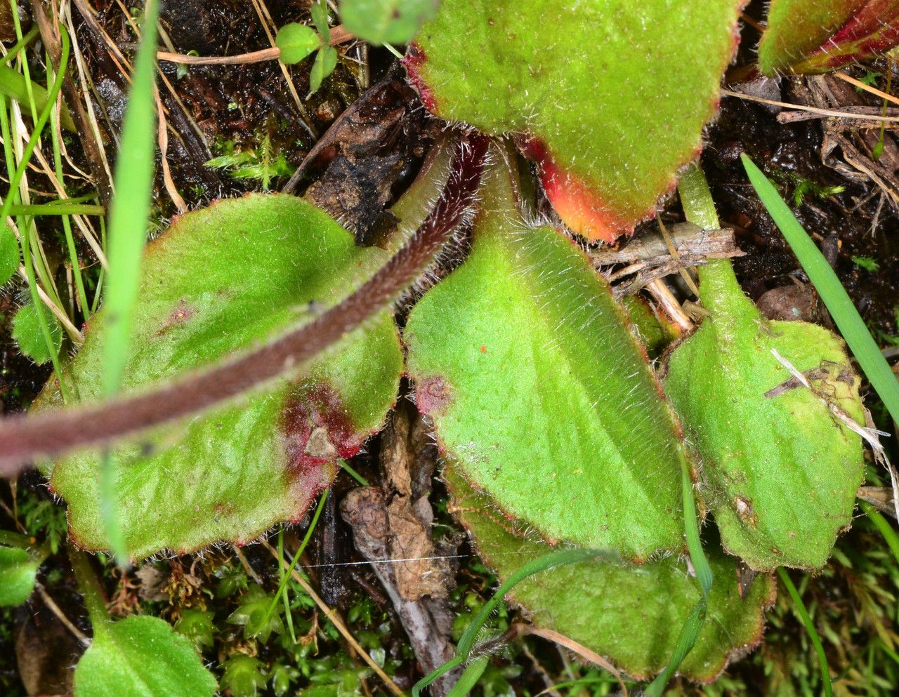 Micranthes californica — related species from the same genus