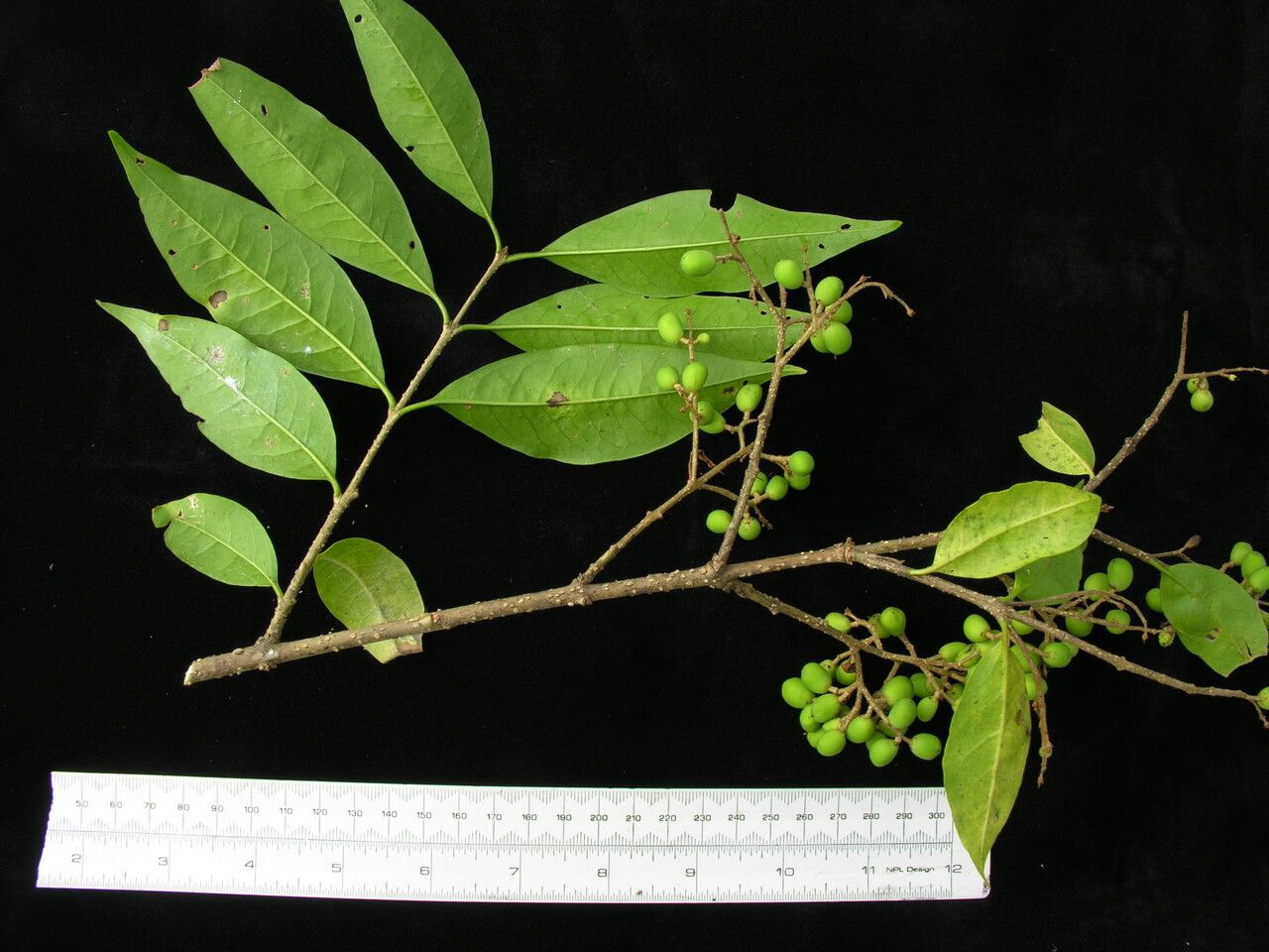 Ligustrum confusum other
