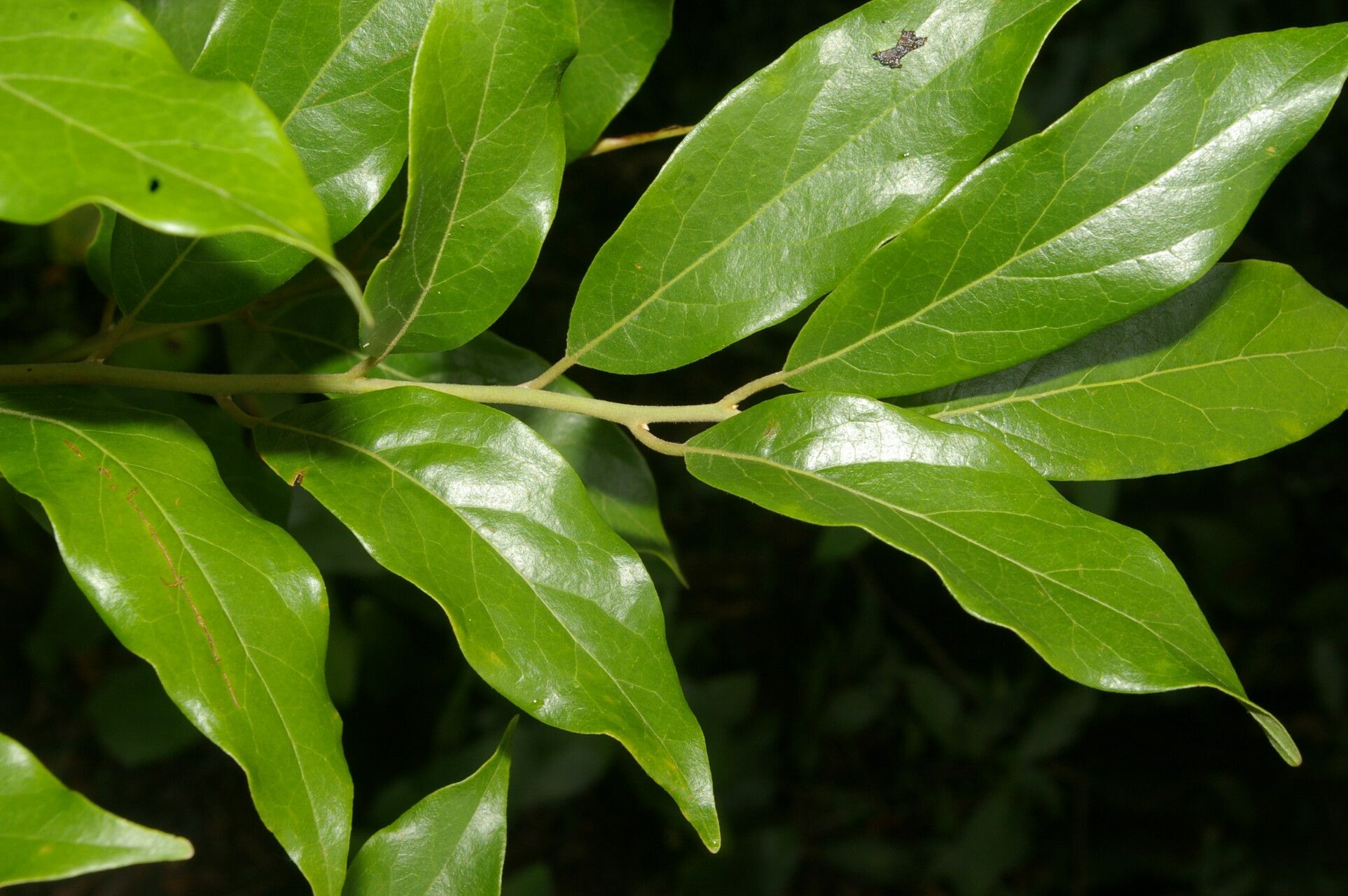 Ocotea mollicella — search result for 'Ocotea'