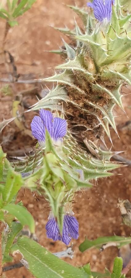 Blepharis linariifolia flower