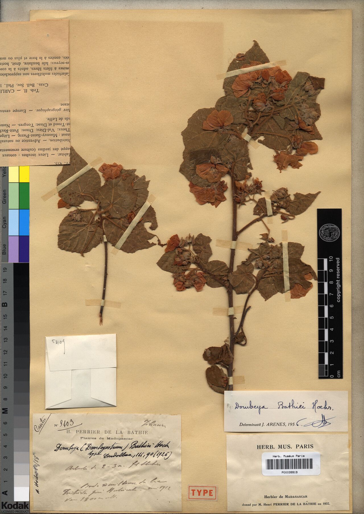 Dombeya bathiei — houseplant care guide