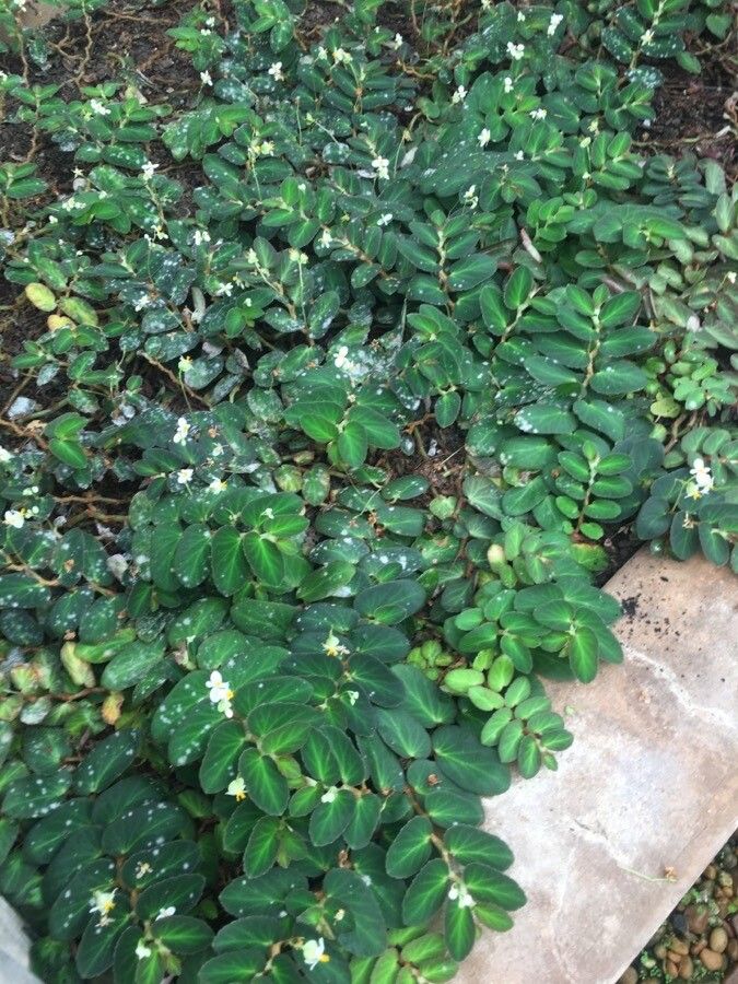 Begonia thelmae habit