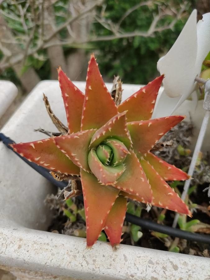Aloe brevifolia fruit