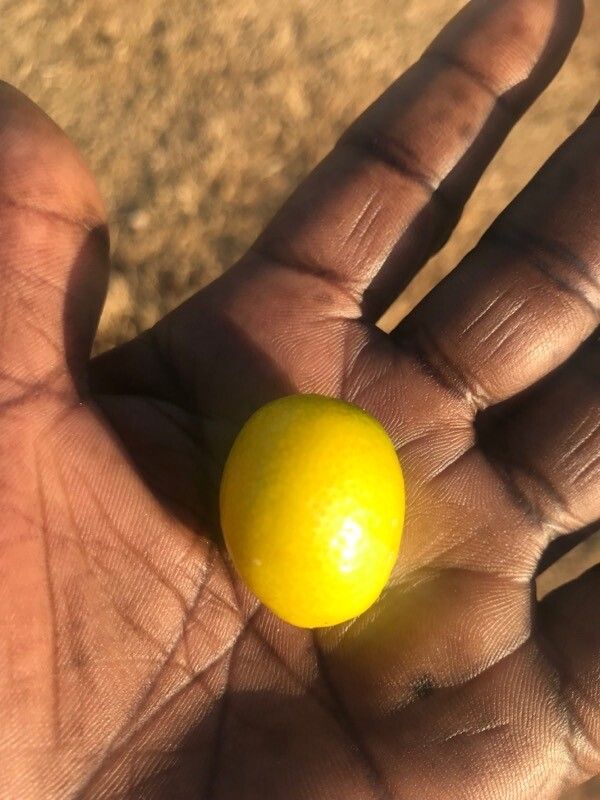 Cordyla africana fruit