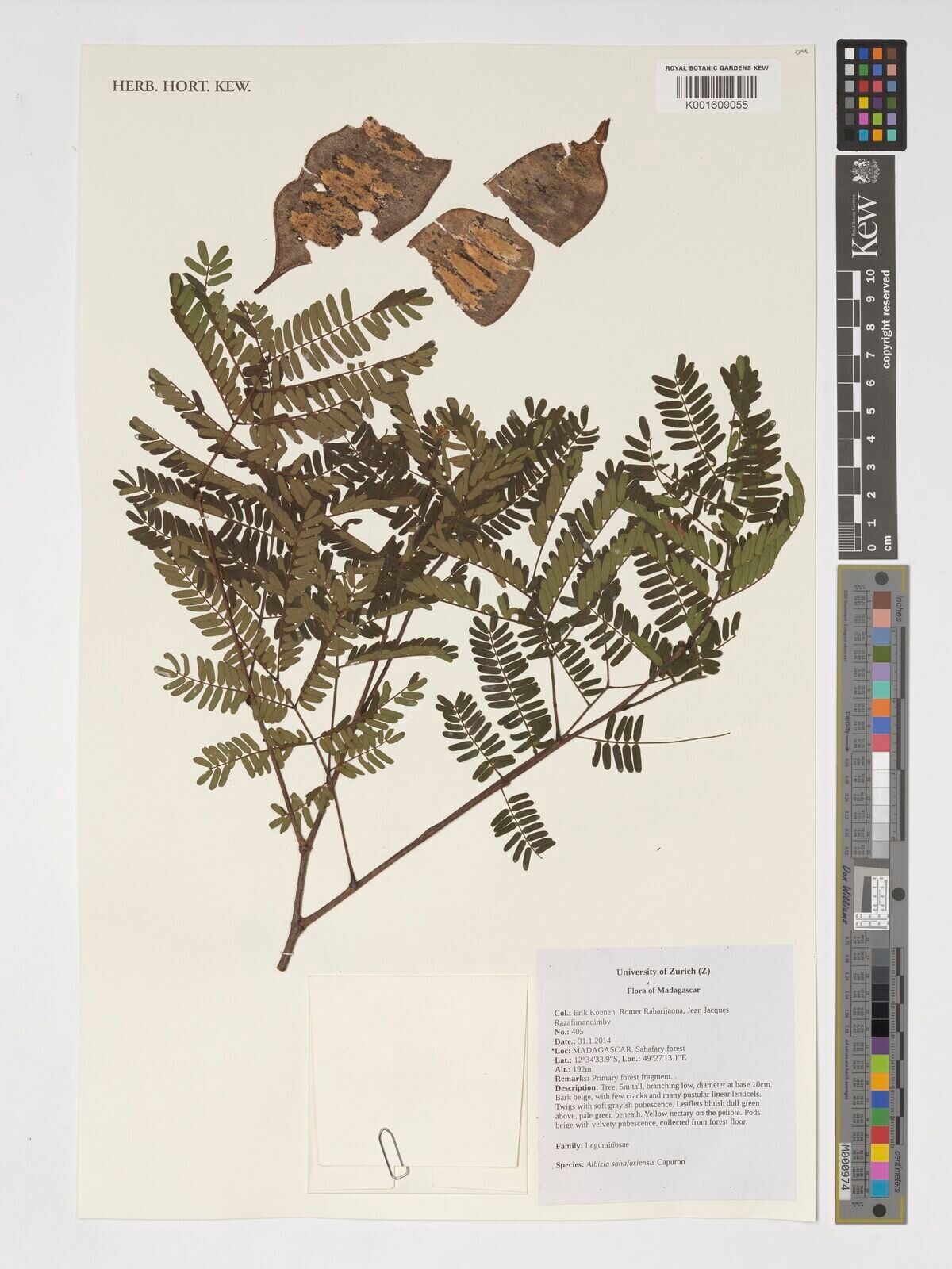 Albizia sahafariensis — houseplant care guide