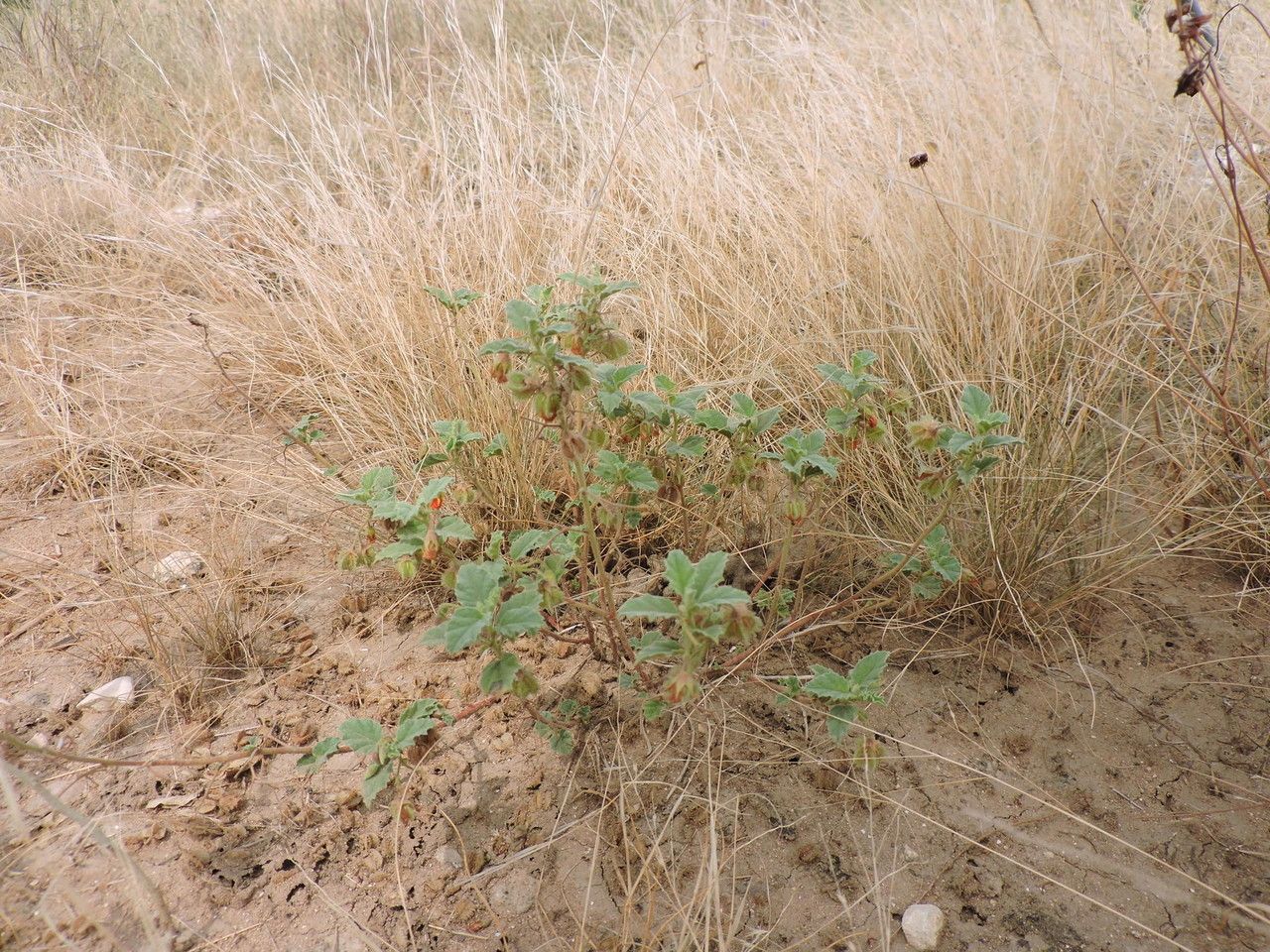 Hermannia texana — houseplant care guide