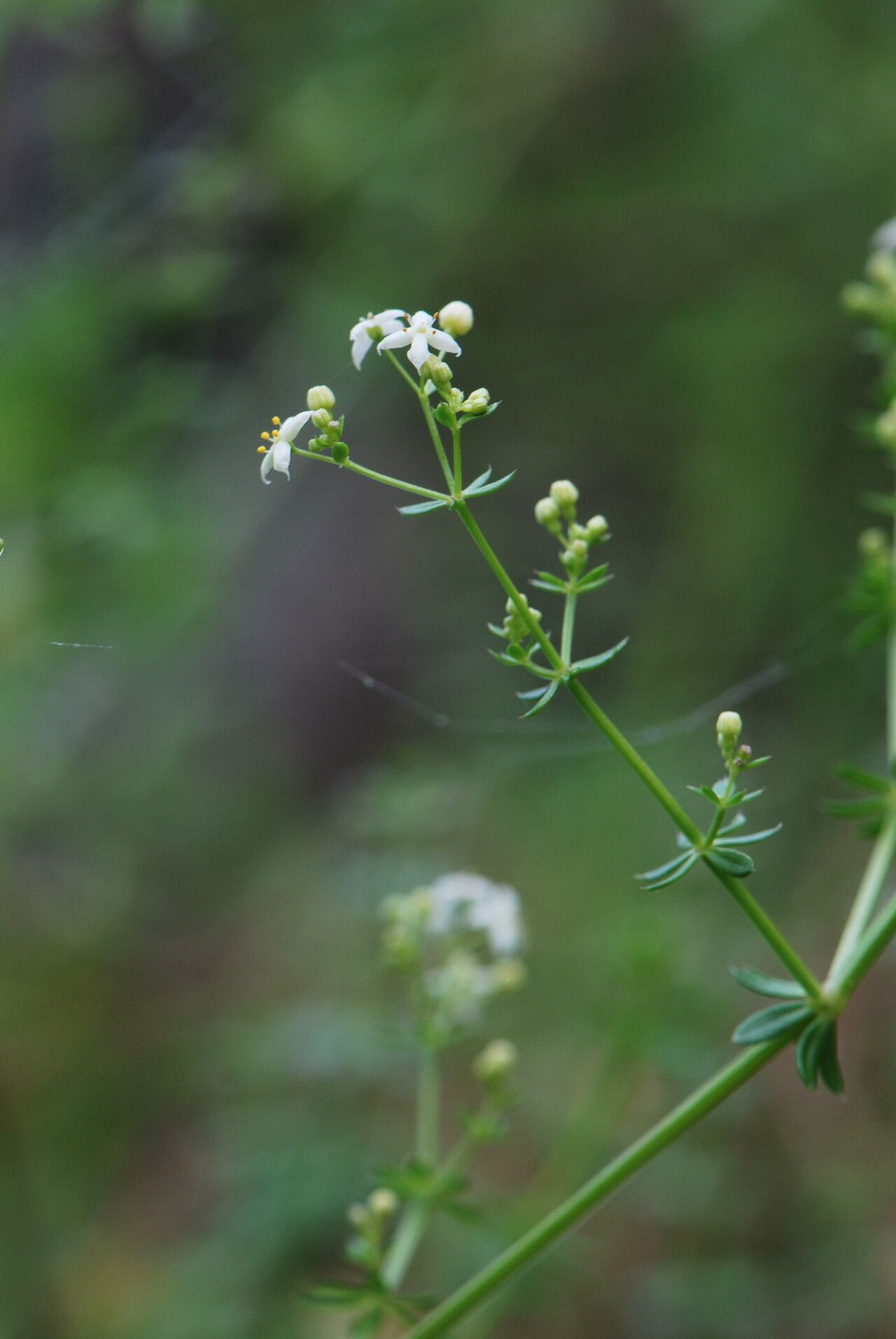 Galium productum flower