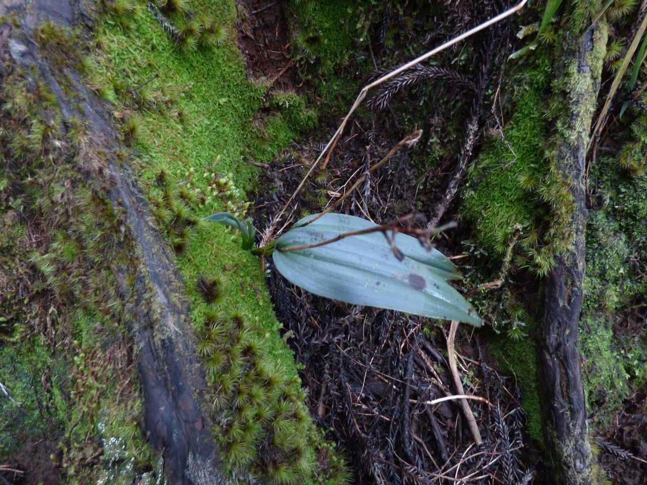 Cynorkis boryana other