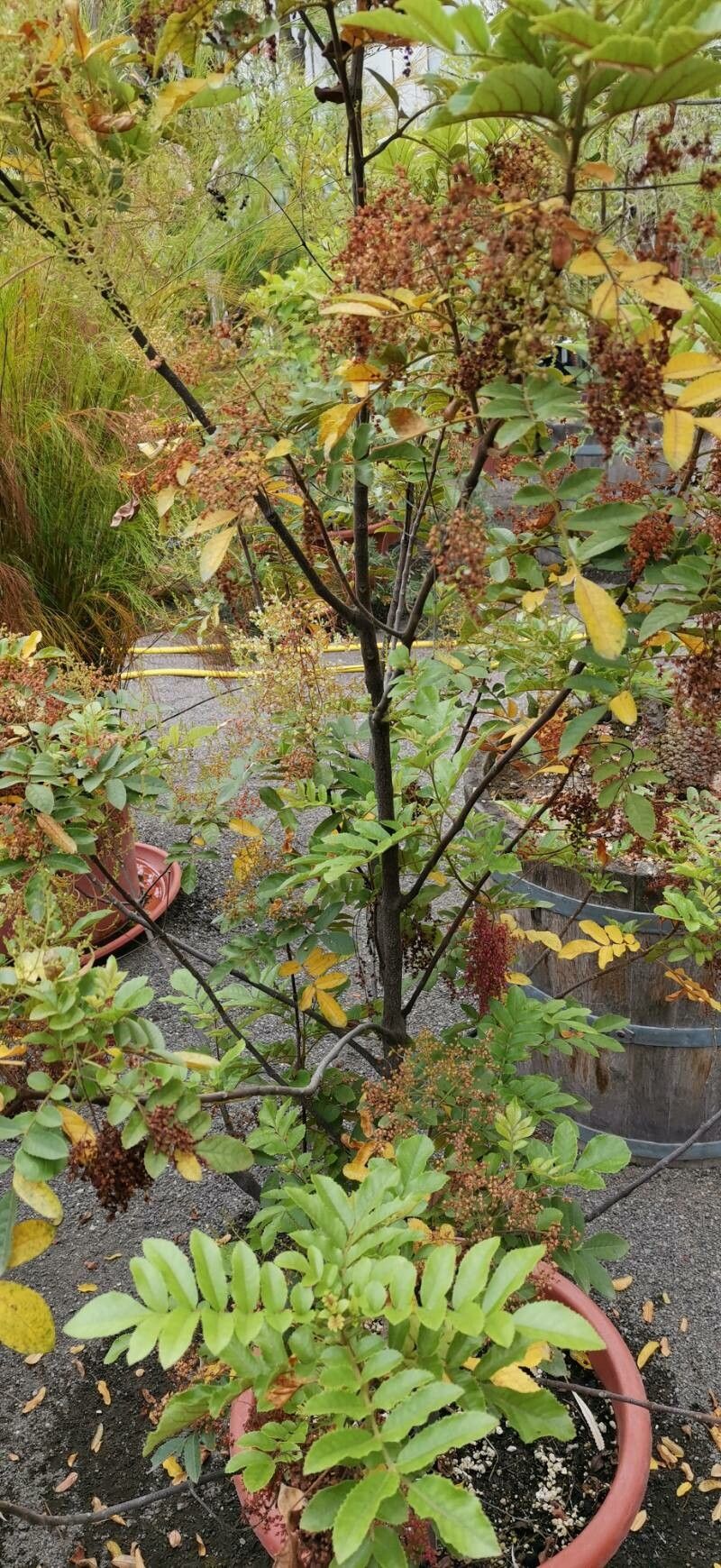 Ackama rosifolia habit