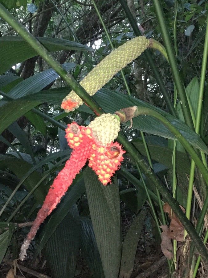 Carludovica palmata fruit