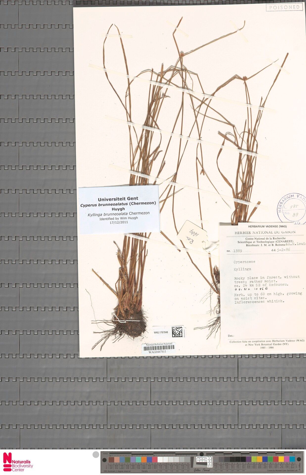 Cyperus brunneoalatus — houseplant care guide