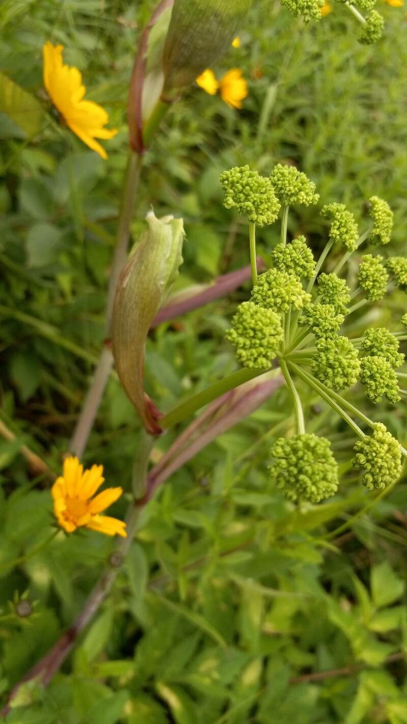 Angelica triquinata — search result for 'Angelica'