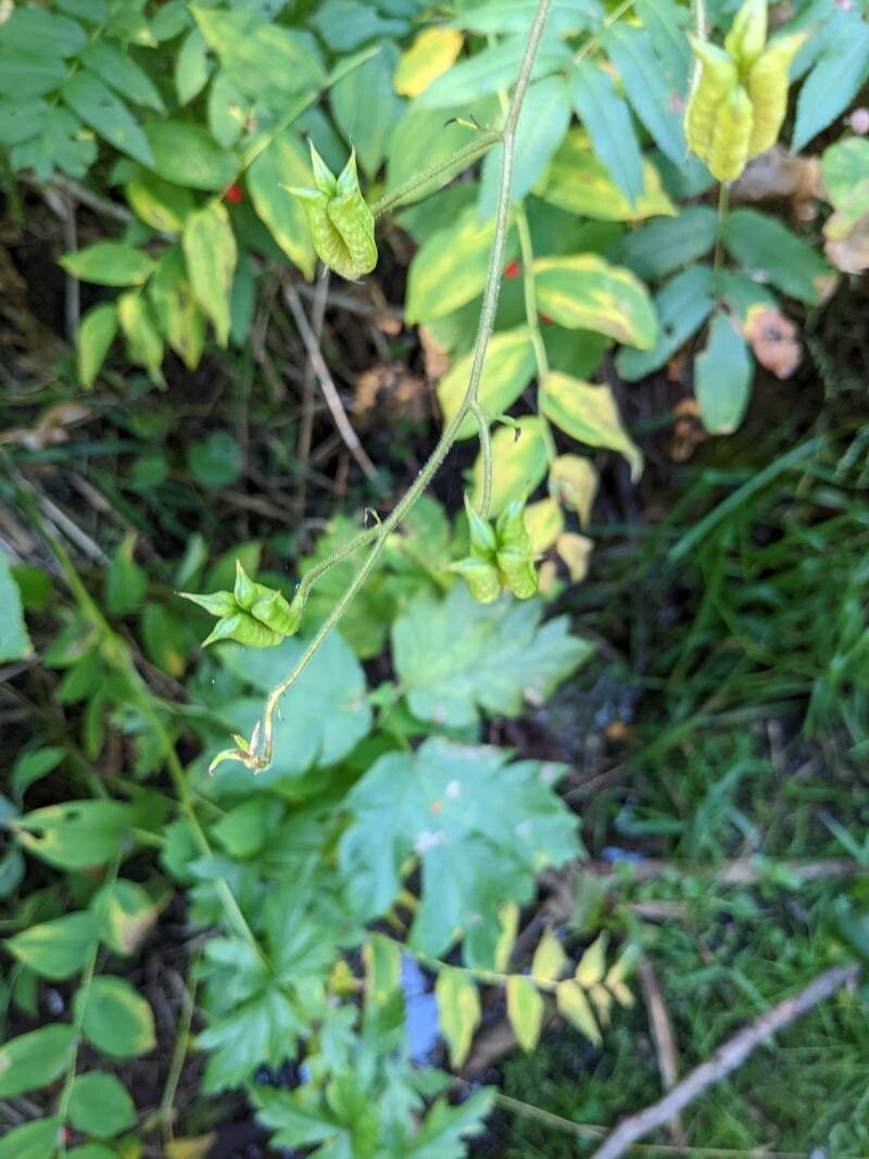 Aconitum columbianum fruit
