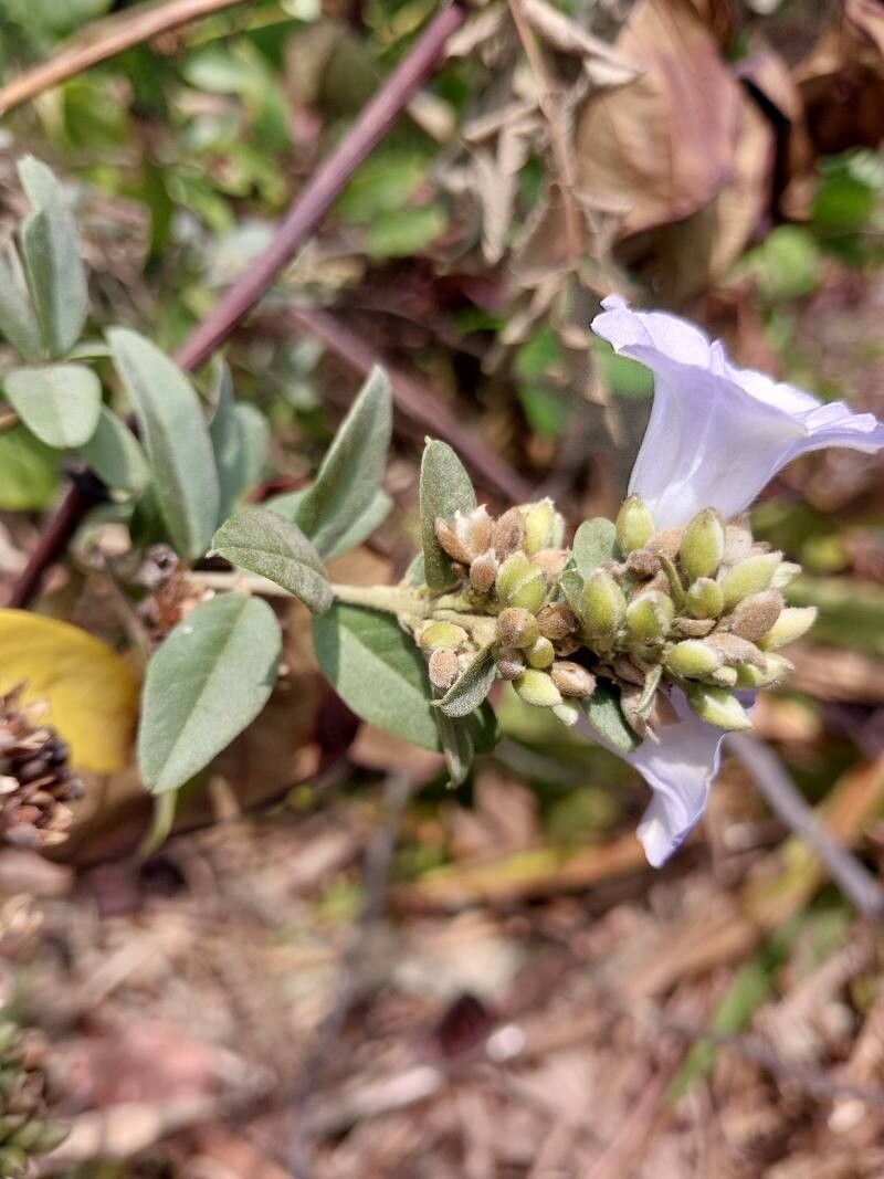 Bonamia spectabilis other