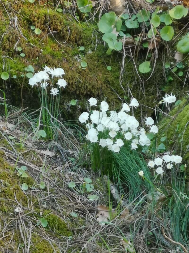 Narcissus cantabricus habit