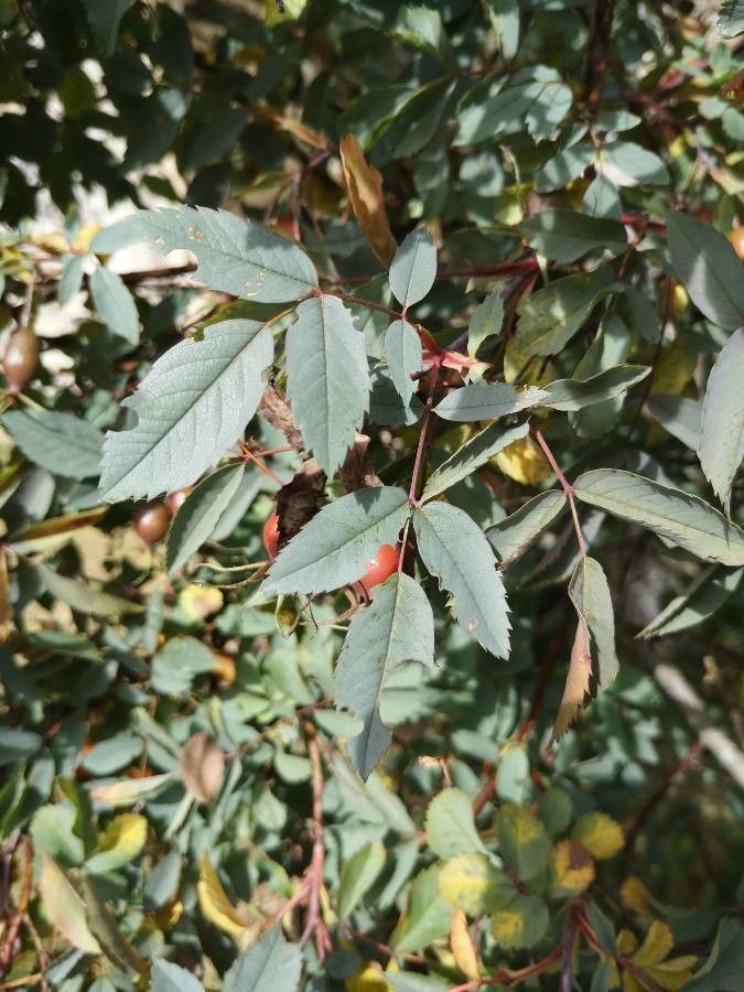Rosa ferruginea — houseplant care guide