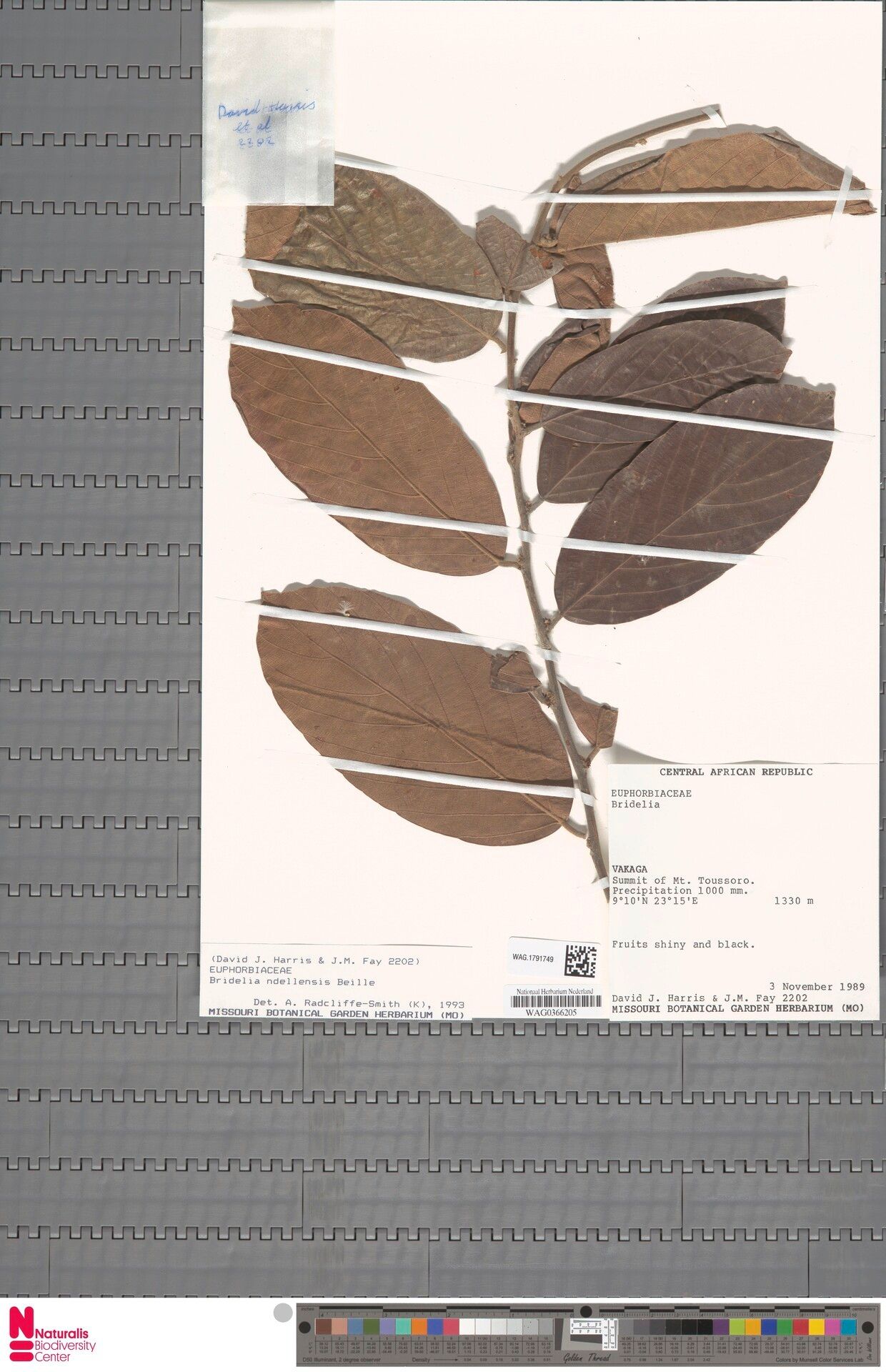 Bridelia ndellensis — houseplant care guide