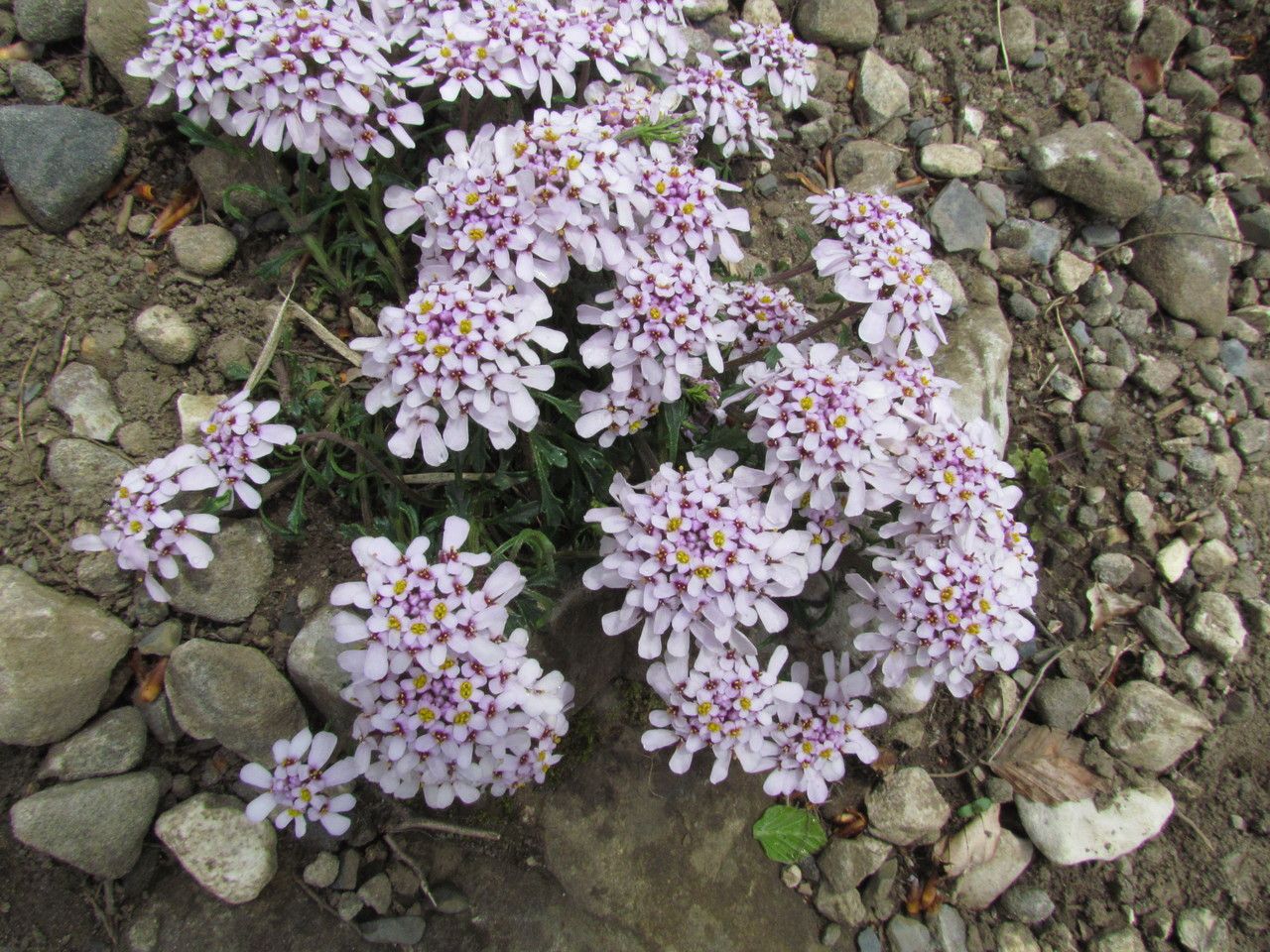 Iberis bernardiana habit